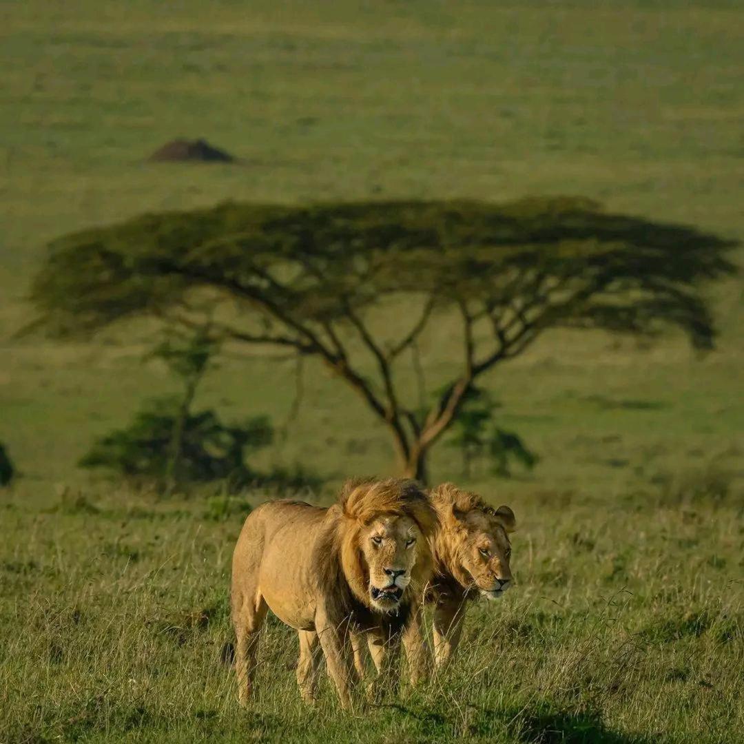 Ilkerin Camp Maasai Mara Bed & Breakfast Sekenani Exterior foto